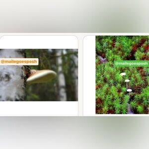 2 Art Photographs bundle: mushroom on birch tree trunk & tiny ones AK 8X10”